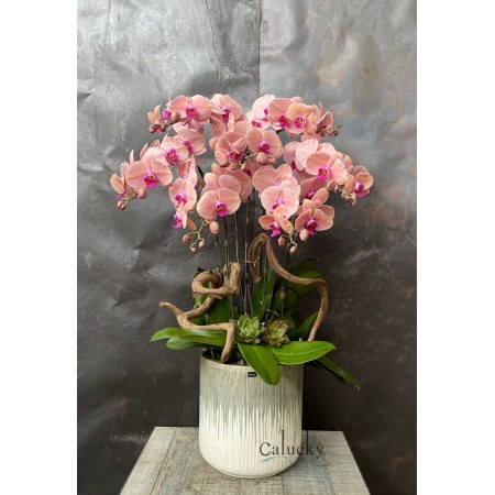 CHẬU LAN HỒ ĐIỆP CAM NHẠT CHẬU LAN HỒ ĐIỆP CAM NHẠT